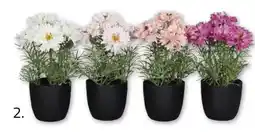 ROLLER Kornblume Angebot