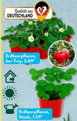 Aldi Süd Gardenline Erdbeerpflanzen Angebot