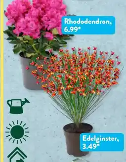 Aldi Süd Gardenline Edelginster Angebot