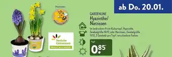 Aldi Nord Gardenline Hyazinthe Oder Narzissen Angebot