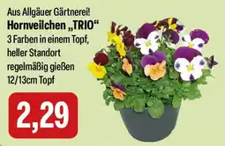 Feneberg Hornveilchen,,TRIO" Angebot