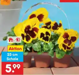 Netto Marken-Discount Viola Festival Ampel Angebot