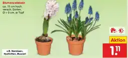Netto Marken-Discount Blumenzwiebeln Angebot