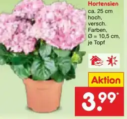 Netto Marken-Discount Hortensien Angebot