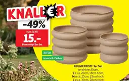 SCONTO Blumentopf Angebot