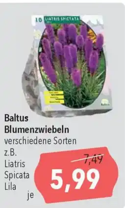 CITTI Markt Baltus Blumenzwiebeln Angebot