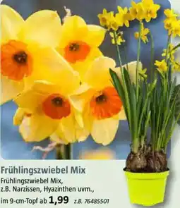 Bauhaus Frühlingszwiebel Mix Angebot