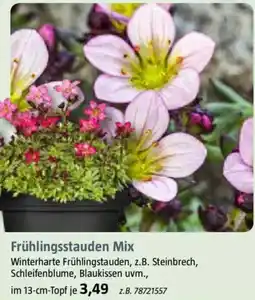 Bauhaus Frühlingsstauden Mix Angebot