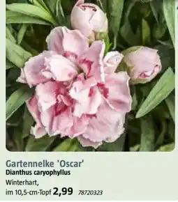 Bauhaus Gartennelke 'Oscar' Dianthus caryophyllus Angebot