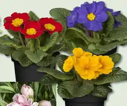 Bauhaus Primeln Primula im 10er-Tray Angebot