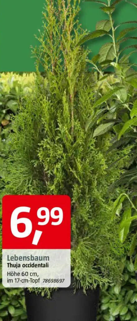 bltezeit wisteria Wisteria floribunda 'Naga Noda'  Japanischer Blauregen 180200 cm