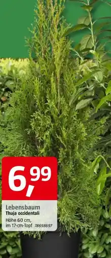 Bauhaus Lebensbaum Thuja occidentali Angebot