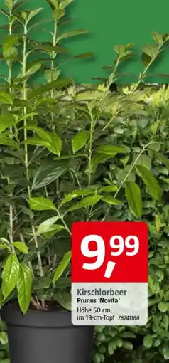 Bauhaus Kirschlorbeer Prunus 'Novita' Angebot