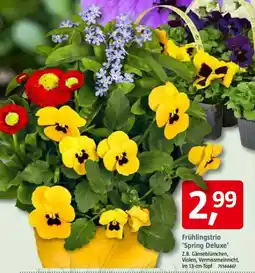 Bauhaus Frühlingstrio 'Spring Deluxe' Angebot