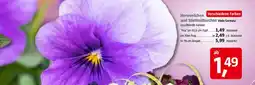 Bauhaus Hornveilchen und Stiefmütterchen Viola Cornuta Angebot