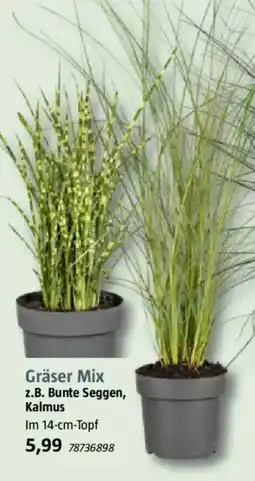 Bauhaus Gräser Mix z.B. Bunte Seggen, Kalmus Angebot