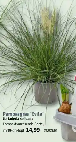 Bauhaus Pampasgras 'Evita' Cortaderia selloana Angebot