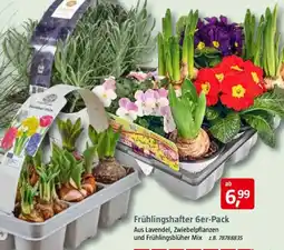 Bauhaus Frühlingshafter 6er-Pack Angebot