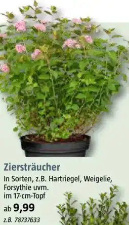 Bauhaus Ziersträucher Angebot