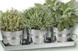 Bauhaus Mediterrane Kräuter Angebot