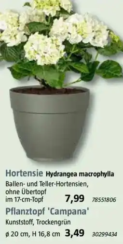 Bauhaus Hortensie Hydrangea macrophylla Angebot