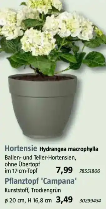 Hortensie Hydrangea macrophylla