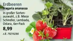 Bauhaus Erdbeeren Fragaria ananassa Angebot
