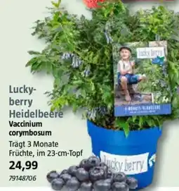 Bauhaus Luckyberry Heidelbeere Angebot