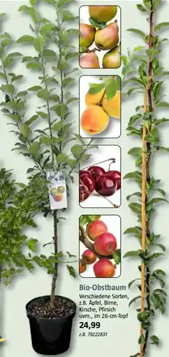 Bauhaus Bio Obstbaum Angebot
