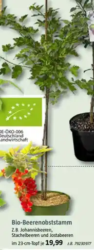 Bauhaus Bio-Beerenobststamm Angebot