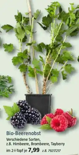 Bauhaus Bio-Beerenobst Angebot