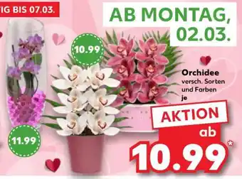 Kaufland Orchidee Angebot
