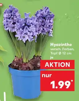 Kaufland Hyazinthe Angebot