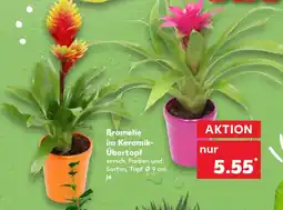 Kaufland Bromelie im Keramik Übertopf Angebot