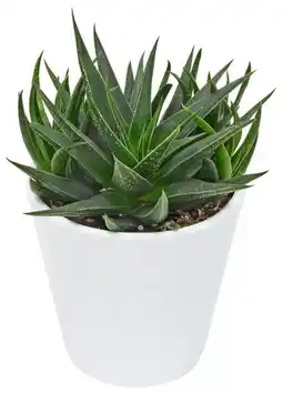 Kaufland Haworthia im Keramik Übertopf Angebot