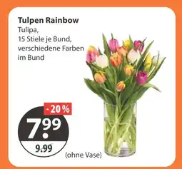 V Markt Tulpen rainbow Angebot