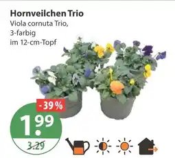 V Markt Hornveilchen trio Angebot
