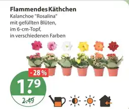 V Markt Flammendes käthchen Angebot