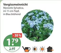 V Markt Vergissmeinnicht Angebot