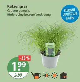 V Markt Katzengras Angebot