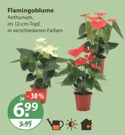 V Markt Flamingoblume anthurium Angebot
