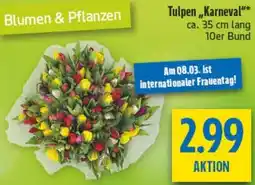 diska Tulpen ,,Karneval" Angebot