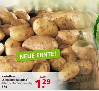 Multi Markt Kartoffeln Sieglinde Galatina 1kg Angebot