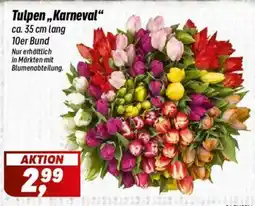 Simmel Tulpen,,Karneval'' Angebot