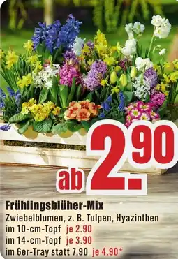 B1 Discount Baumarkt Frühlingsblüher-Mix im 10-cm-Topf Angebot