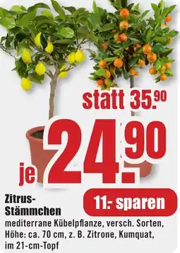 B1 Discount Baumarkt Zitrus- Stämmchen Angebot