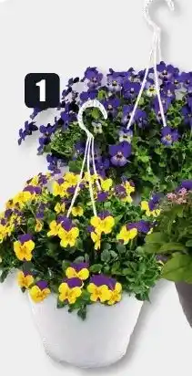 B1 Discount Baumarkt Hornveilchen Angebot