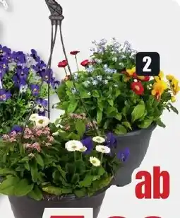 B1 Discount Baumarkt Frühlingsmix Angebot