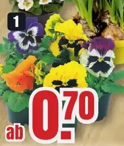B1 Discount Baumarkt Hornveilchen oder Stiefmütterchen im 9-cm-Topf Angebot