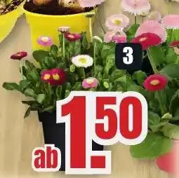 B1 Discount Baumarkt Bellis/Gänseblümchen im 10,5-cm-Topf Angebot